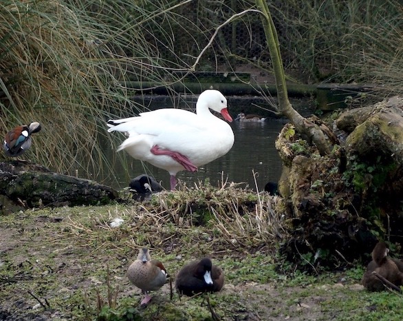 coscoroba swan